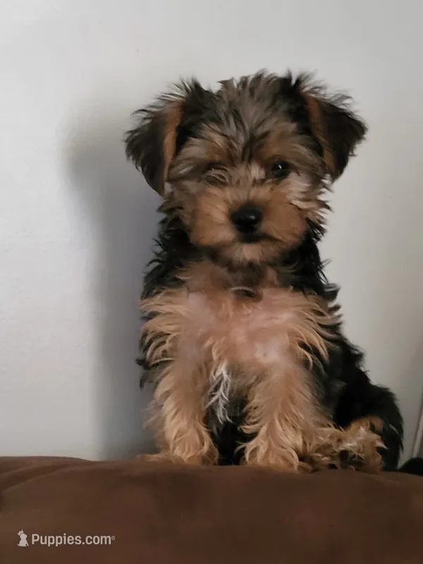Dawn  – Yorkshire Terrier puppy for sale in East Dublin, GA