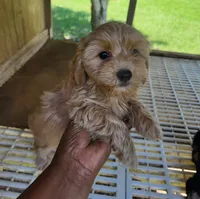 Reda, a female Yorkipoo for sale in East Dublin, GA – 1 of 7