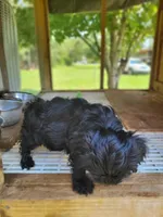 Maddie, a female Yorkipoo for sale in East Dublin, GA – 3 of 7