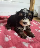 Lexey, a female Yorkipoo for sale in East Dublin, GA – 3 of 5