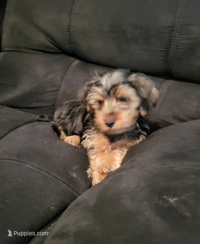 Aspen – Yorkshire Terrier puppy for sale in East Dublin, GA