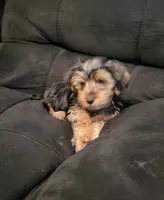 Aspen, a male Yorkshire Terrier for sale in East Dublin, GA – 1 of 8
