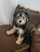 Jada, a female Yorkshire Terrier for sale in East Dublin, GA – 7 of 7