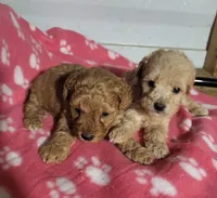 Sophie , a female Poodle - Toy  for sale in East Dublin, GA – 2 of 8