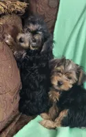 Jada, a female Yorkshire Terrier for sale in East Dublin, GA – 6 of 7