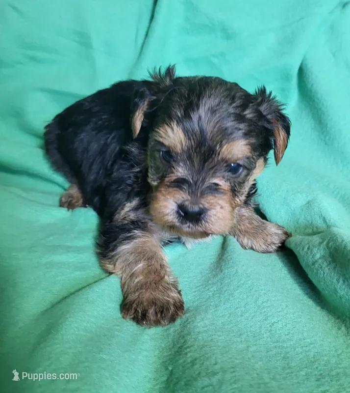 Blue – Yorkipoo puppy for sale in East Dublin, GA