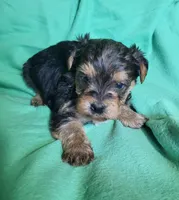Blue, a female Yorkipoo for sale in East Dublin, GA – 1 of 6
