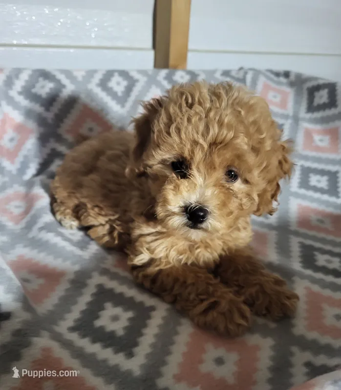 Sophie  – Poodle - Toy  puppy for sale in East Dublin, GA
