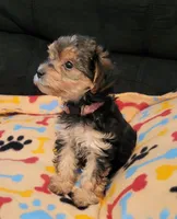 Jada, a female Yorkshire Terrier for sale in East Dublin, GA – 2 of 4