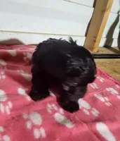 Maddie, a female Yorkipoo for sale in East Dublin, GA – 5 of 6