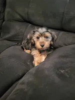 Aspen, a male Yorkshire Terrier for sale in East Dublin, GA – 8 of 8