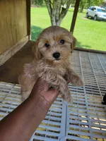 Reda, a female Yorkipoo for sale in East Dublin, GA – 3 of 7