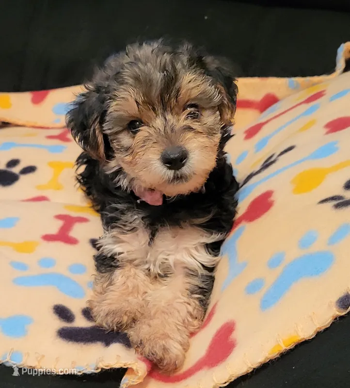 Jada – Yorkshire Terrier puppy for sale in East Dublin, GA