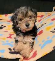 Jada, a female Yorkshire Terrier for sale in East Dublin, GA – 1 of 4
