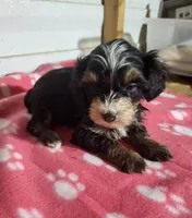 Lexey, a female Yorkipoo for sale in East Dublin, GA – 4 of 5