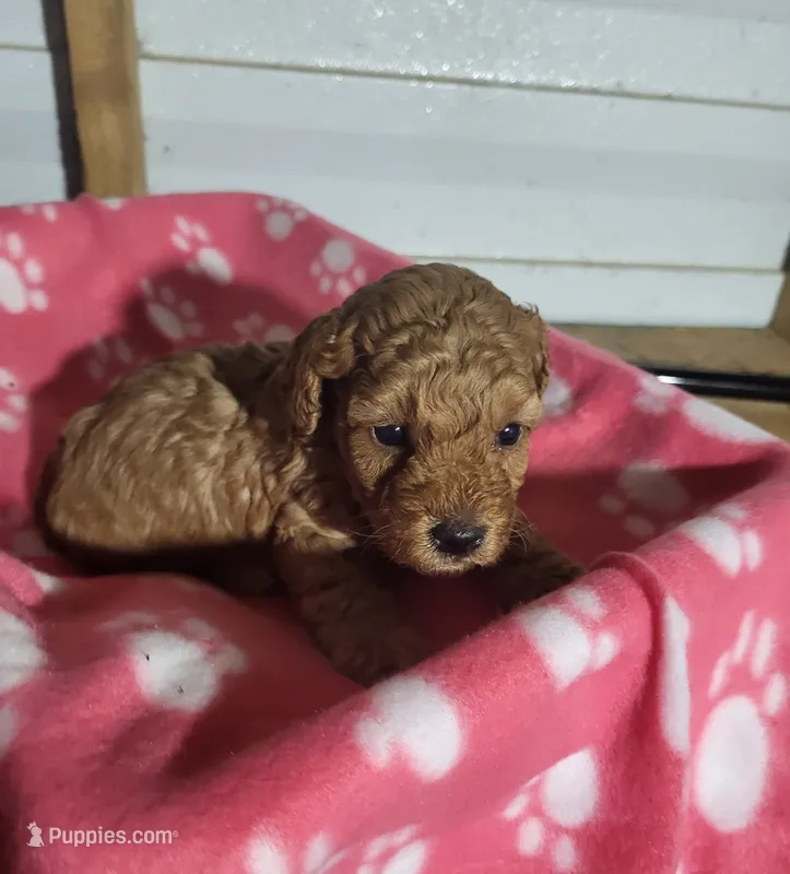 Sophie  – Poodle - Toy  puppy for sale in East Dublin, GA