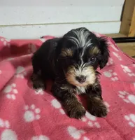 Lexey, a female Yorkipoo for sale in East Dublin, GA – 2 of 5