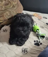 Cocoa, a male Yorkipoo for sale in East Dublin, GA – 1 of 6
