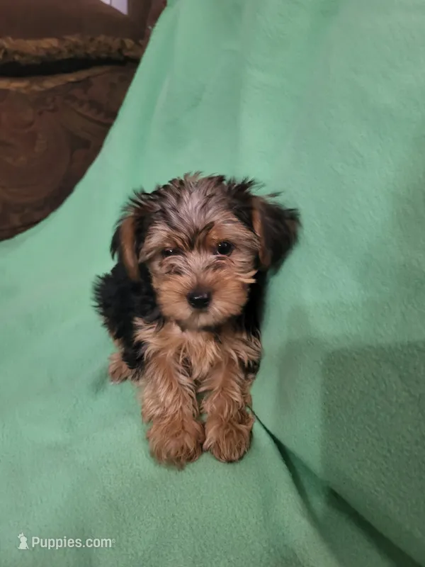 Dawn  – Yorkshire Terrier puppy for sale in East Dublin, GA