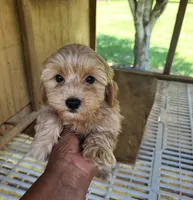 Reda, a female Yorkipoo for sale in East Dublin, GA – 7 of 7