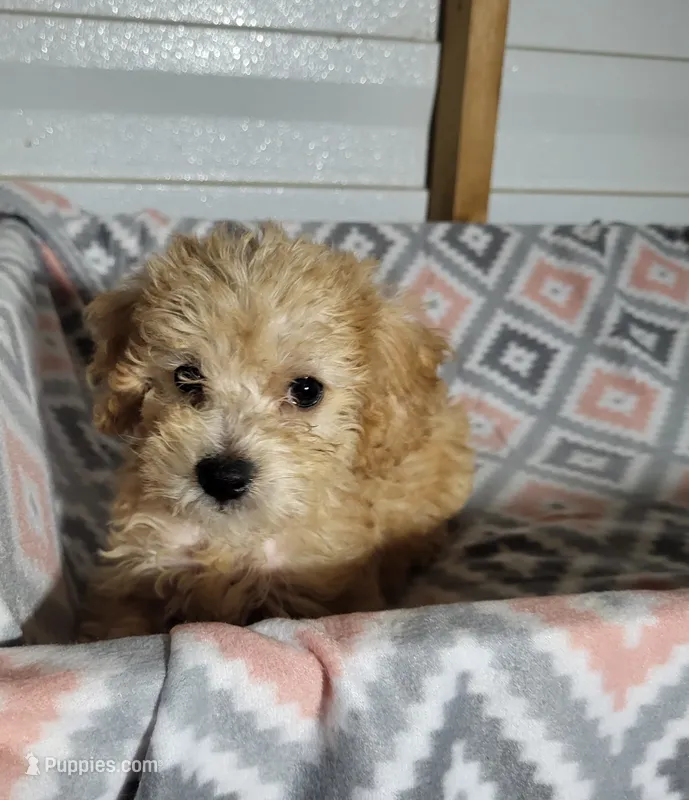 Essie – Poodle - Toy  puppy for sale in East Dublin, GA