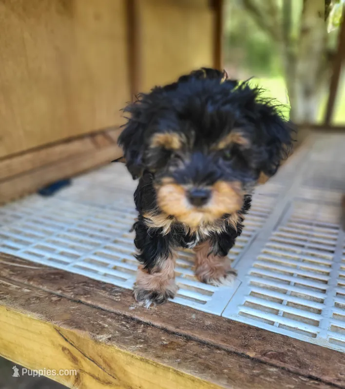 Blue – Yorkipoo puppy for sale in East Dublin, GA