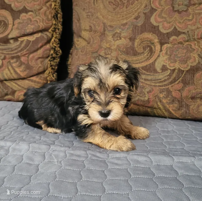 Aspen – Yorkshire Terrier puppy for sale in East Dublin, GA