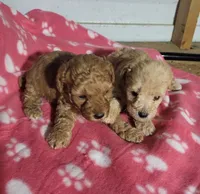Sophie , a female Poodle - Toy  for sale in East Dublin, GA – 5 of 8