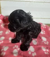 Maddie, a female Yorkipoo for sale in East Dublin, GA – 2 of 6