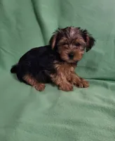Dawn , a female Yorkshire Terrier for sale in East Dublin, GA – 3 of 8