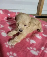 Essie, a female Poodle - Toy  for sale in East Dublin, GA – 3 of 8