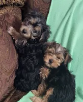 Dawn , a female Yorkshire Terrier for sale in East Dublin, GA – 6 of 8