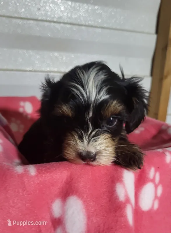 Lexey – Yorkipoo puppy for sale in East Dublin, GA