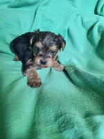 Blue, a female Yorkipoo for sale in East Dublin, GA – 5 of 6