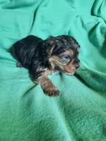 Blue, a female Yorkipoo for sale in East Dublin, GA – 4 of 6