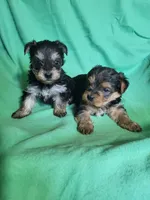 Ace, a male Yorkipoo for sale in East Dublin, GA – Photo 7 of 7