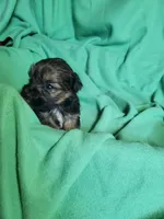 Ace, a male Yorkipoo for sale in East Dublin, GA – Photo 2 of 7