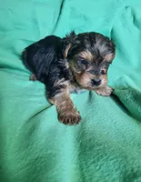 Ace, a male Yorkipoo for sale in East Dublin, GA – Photo 1 of 7