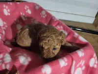 Sophie , a female Poodle - Toy  for sale in East Dublin, GA – 3 of 8