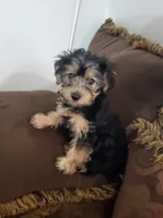 Jada, a female Yorkshire Terrier for sale in East Dublin, GA – 2 of 7