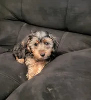 Aspen, a male Yorkshire Terrier for sale in East Dublin, GA – 2 of 8