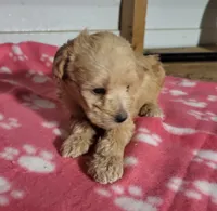 Essie, a female Poodle - Toy  for sale in East Dublin, GA – 5 of 8