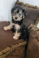 Jada, a female Yorkshire Terrier for sale in East Dublin, GA – 5 of 7