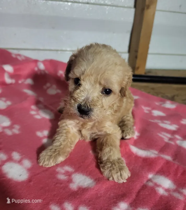 Essie – Poodle - Toy  puppy for sale in East Dublin, GA