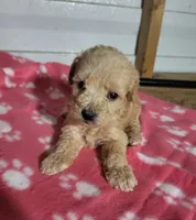 Essie, a female Poodle - Toy  for sale in East Dublin, GA – 1 of 8