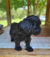 Maddie, a female Yorkipoo for sale in East Dublin, GA – 7 of 7