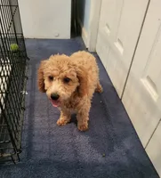Sophie , a female Poodle - Toy  for sale in East Dublin, GA – 3 of 6