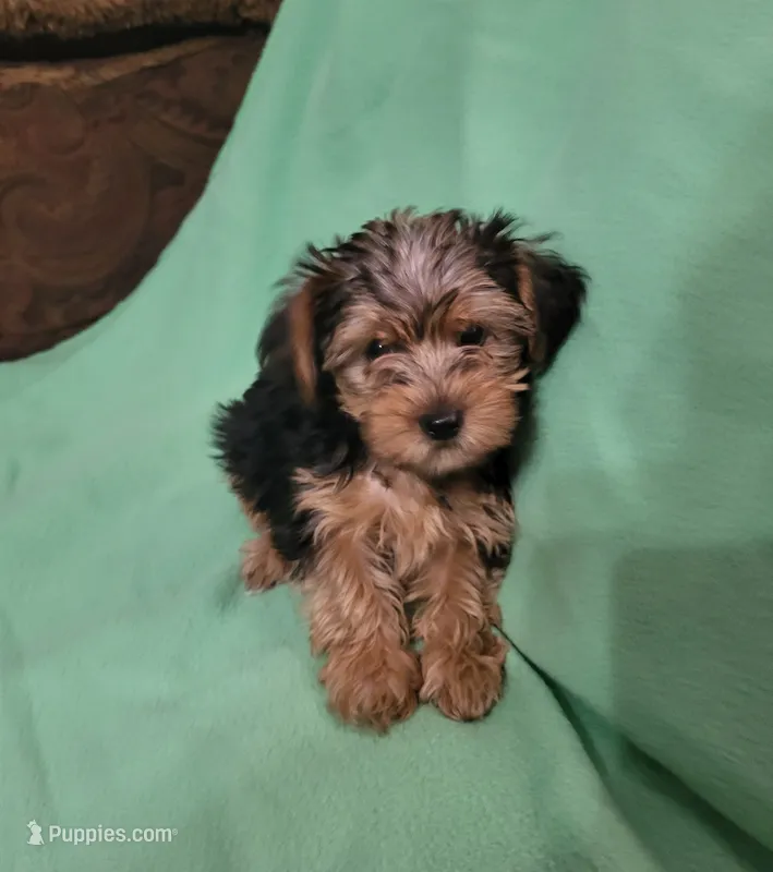 Dawn  – Yorkshire Terrier puppy for sale in East Dublin, GA