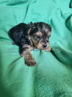 Blue, a female Yorkipoo for sale in East Dublin, GA – 6 of 6