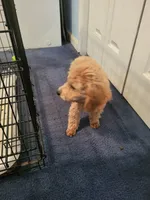 Sophie , a female Poodle - Toy  for sale in East Dublin, GA – 5 of 6